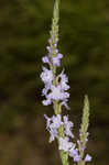 Narrowleaf vervain